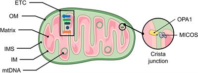 Effects of Iron and Zinc on Mitochondria: Potential Mechanisms of Glaucomatous Injury